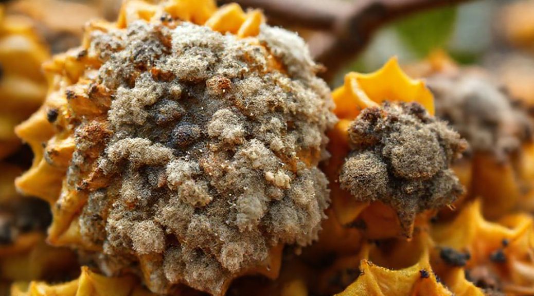 ochratoxine-fruits-secs
